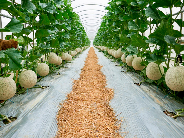 環境に優しいビニールハウス