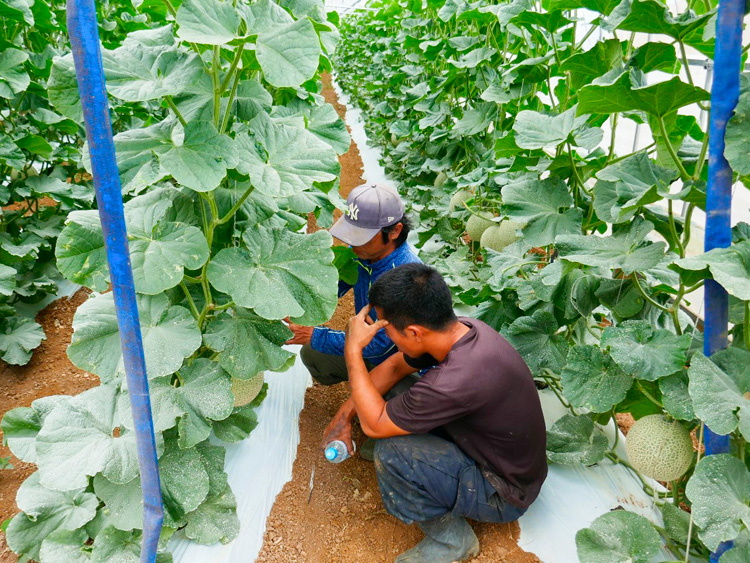 メロン農家の下地さん